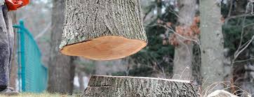 How Our Tree Care Process Works  in  Cottondale, AL