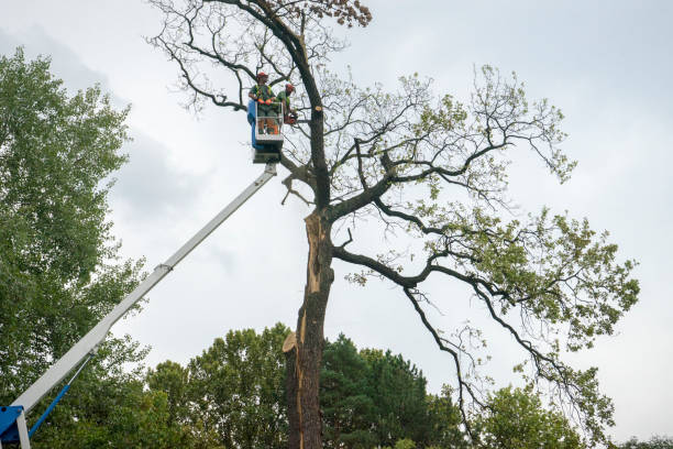 Best Palm Tree Trimming  in Cottonde, AL