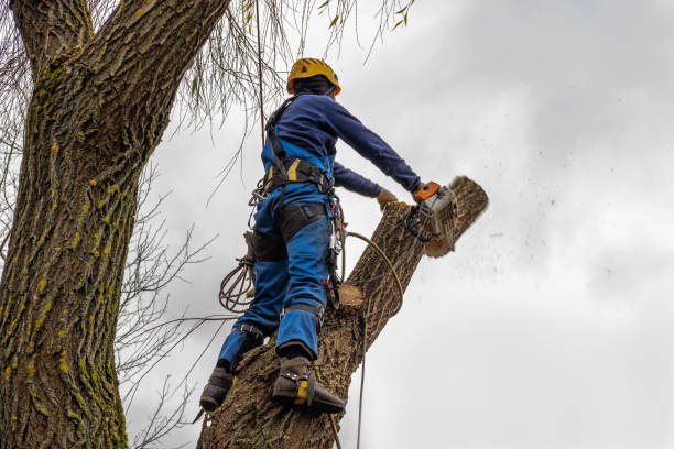 Best Aeration Services  in Cottonde, AL