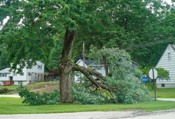 Best Hazardous Tree Removal  in Cottonde, AL