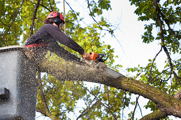 Professional Tree Removal in Cottondale, AL